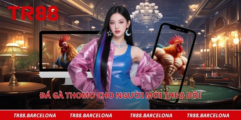 Đá gà thomo cho người mới theo dõi